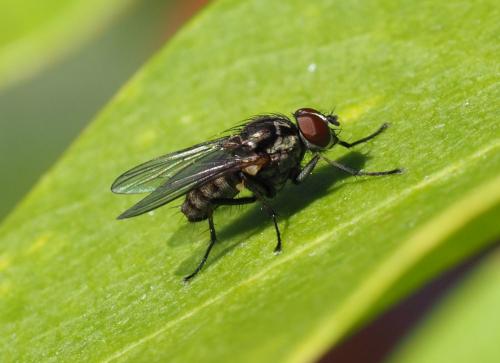 Hylemya vagans